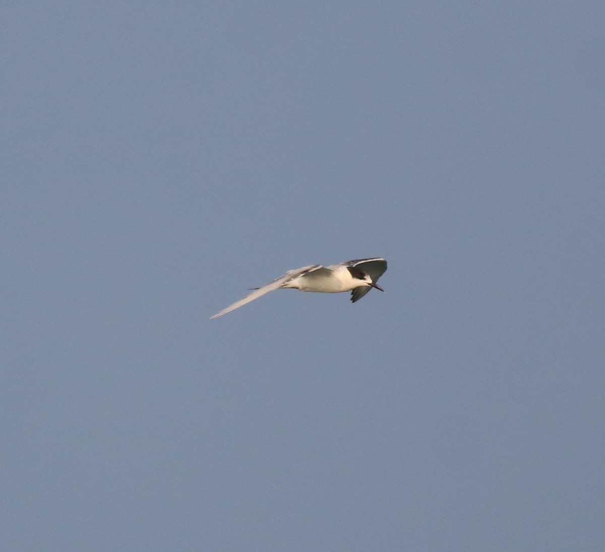 Common Tern - ML619836559