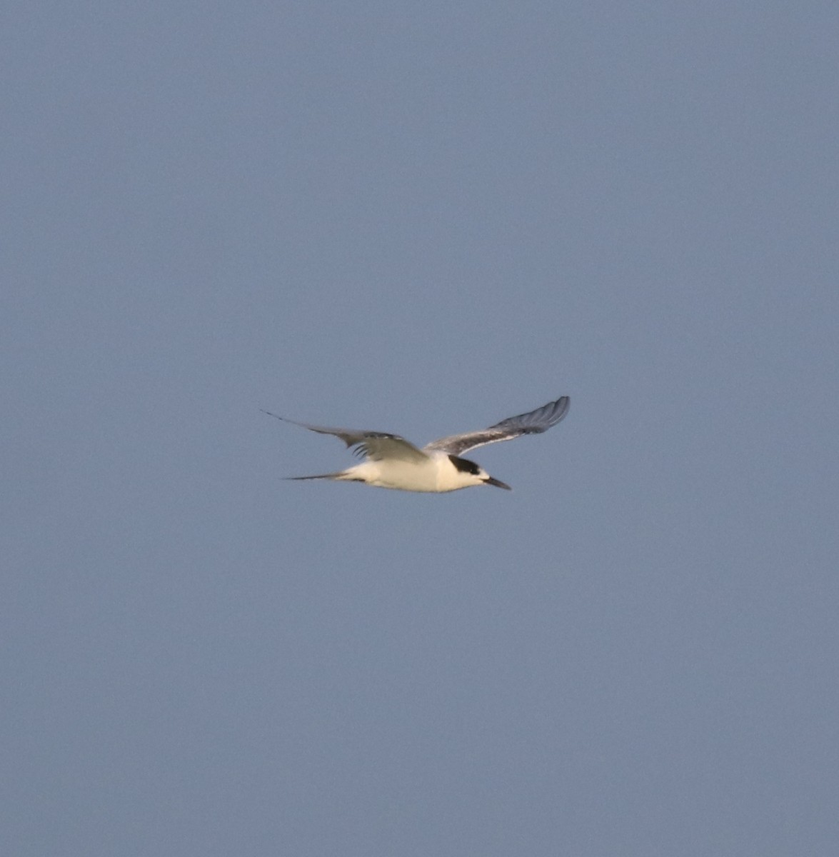 Common Tern - ML619836560