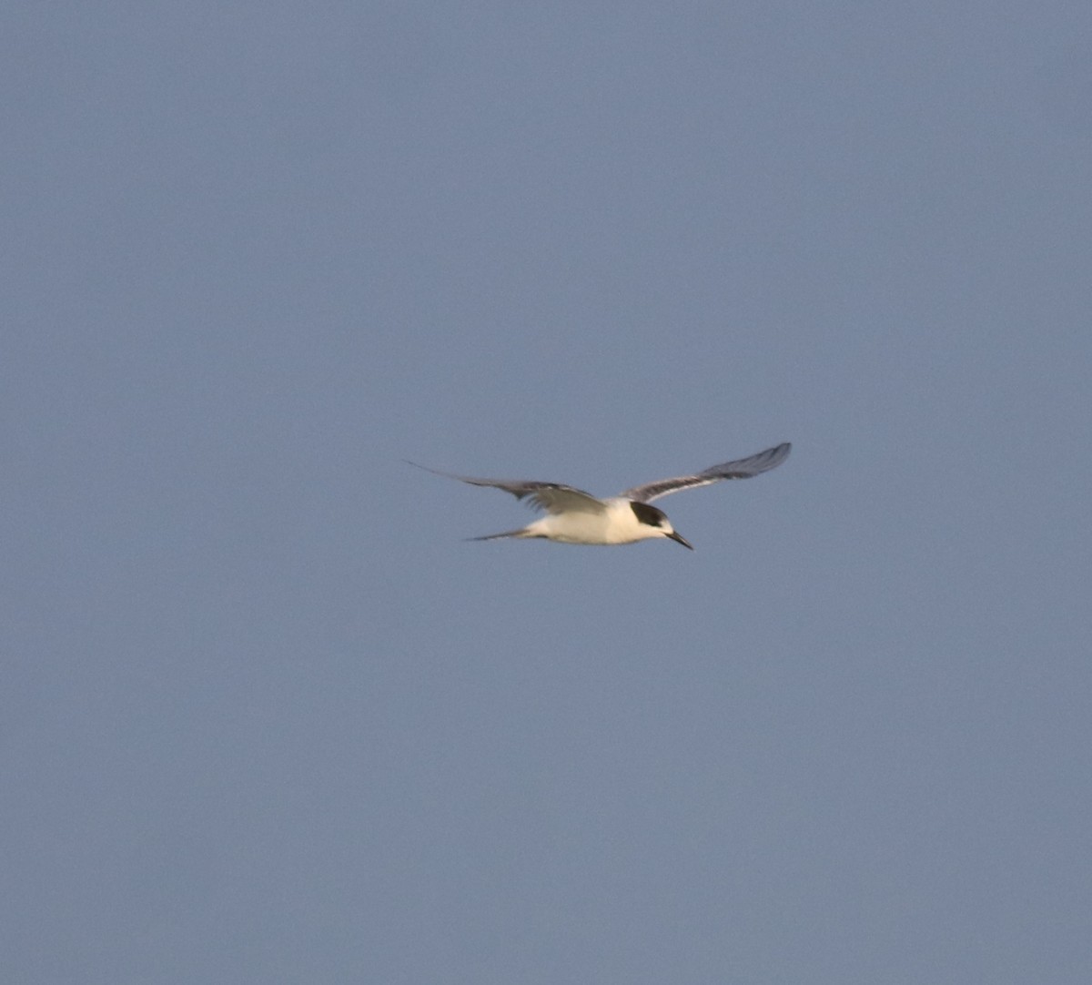 Common Tern - ML619836561