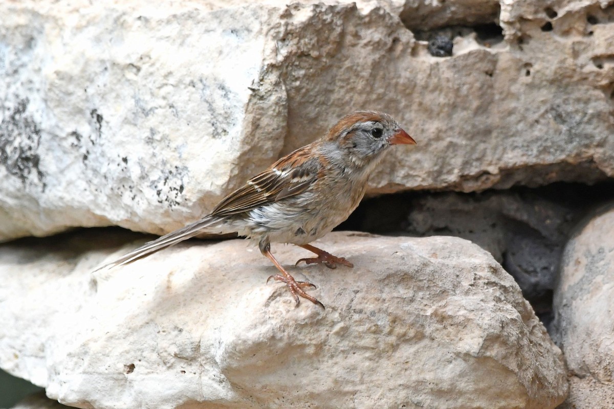 Field Sparrow - ML619836588
