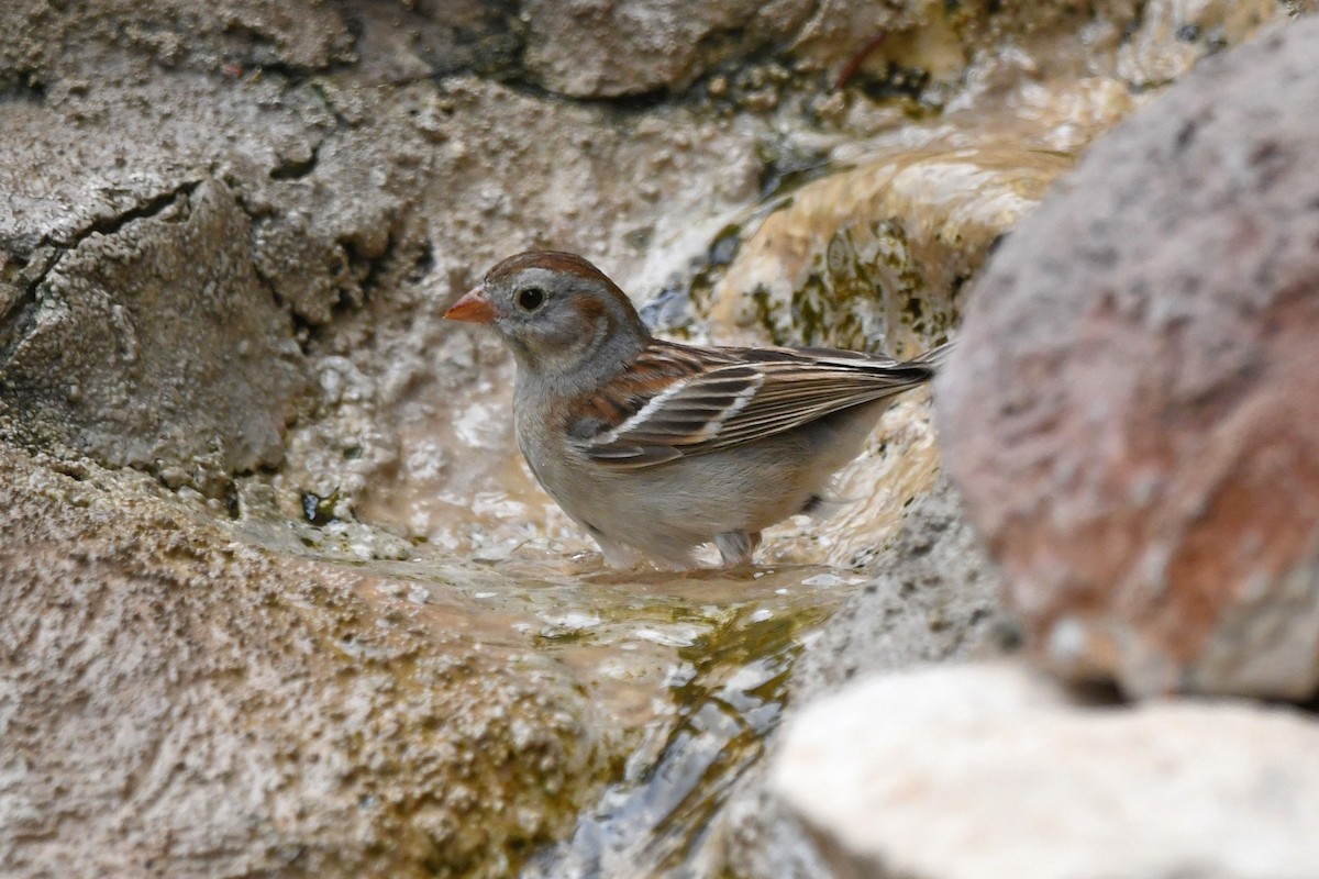 Field Sparrow - ML619836589