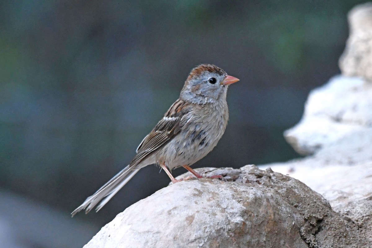 Field Sparrow - ML619836590