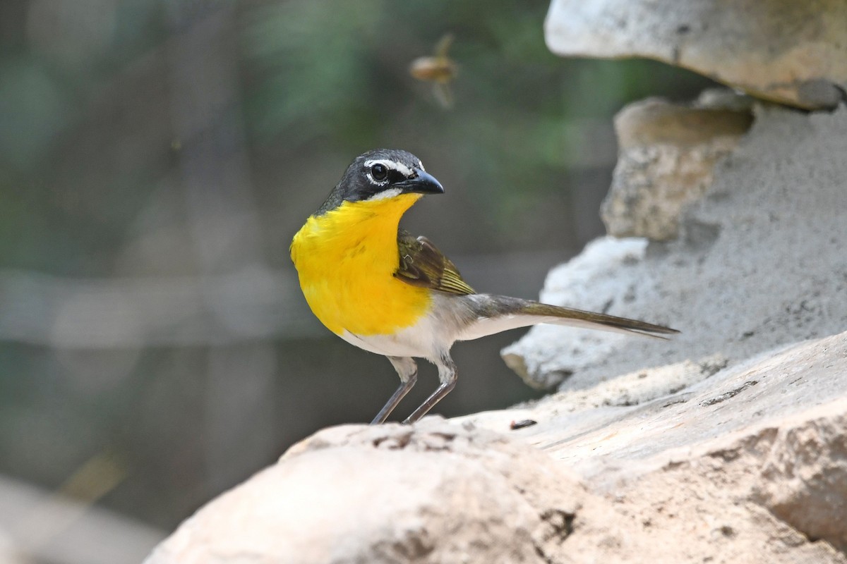 Yellow-breasted Chat - ML619836594