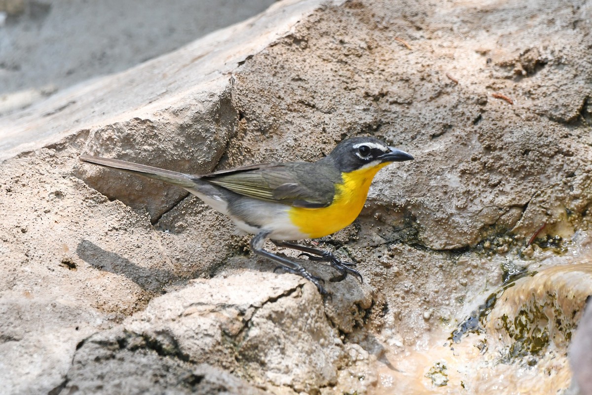 Yellow-breasted Chat - ML619836595