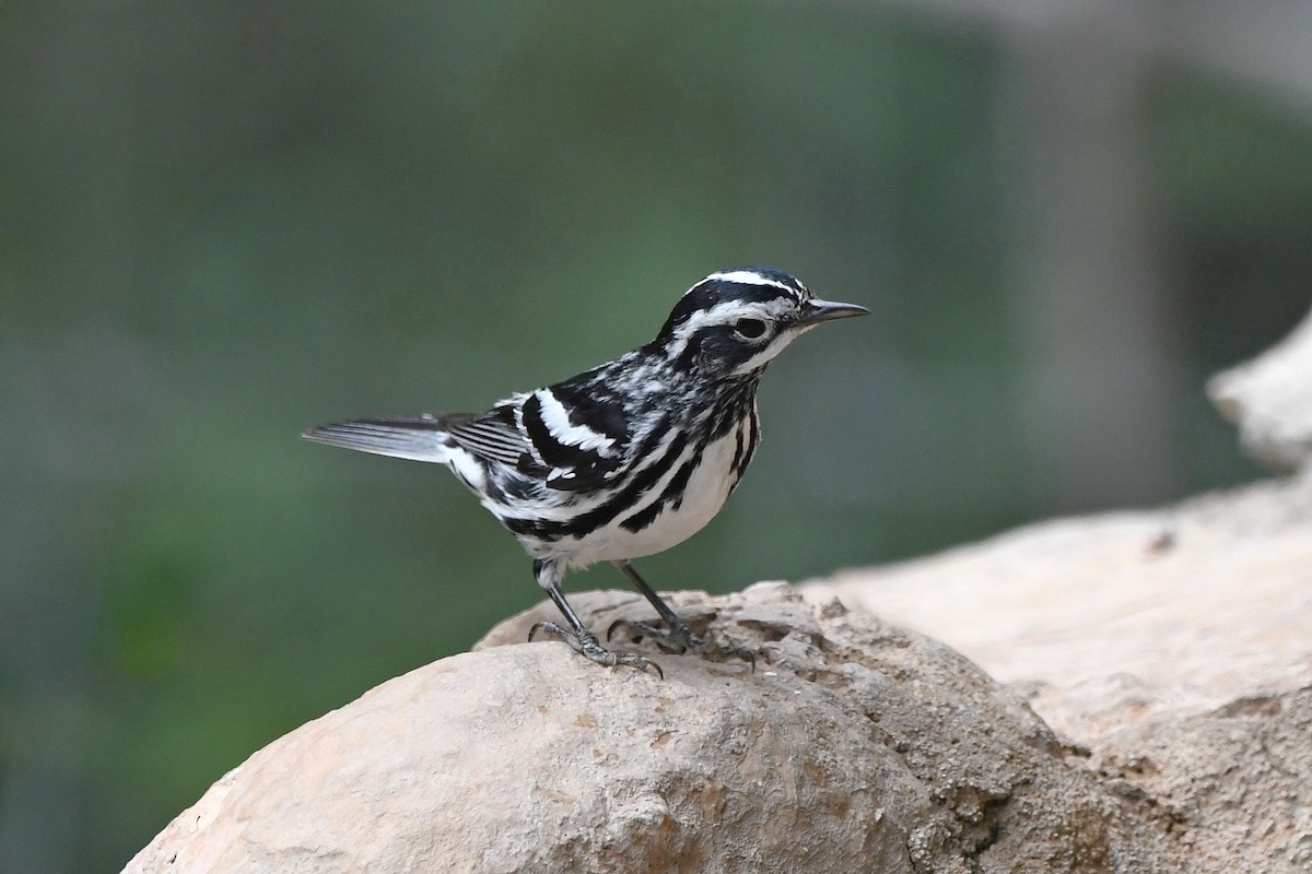 Black-and-white Warbler - ML619836603