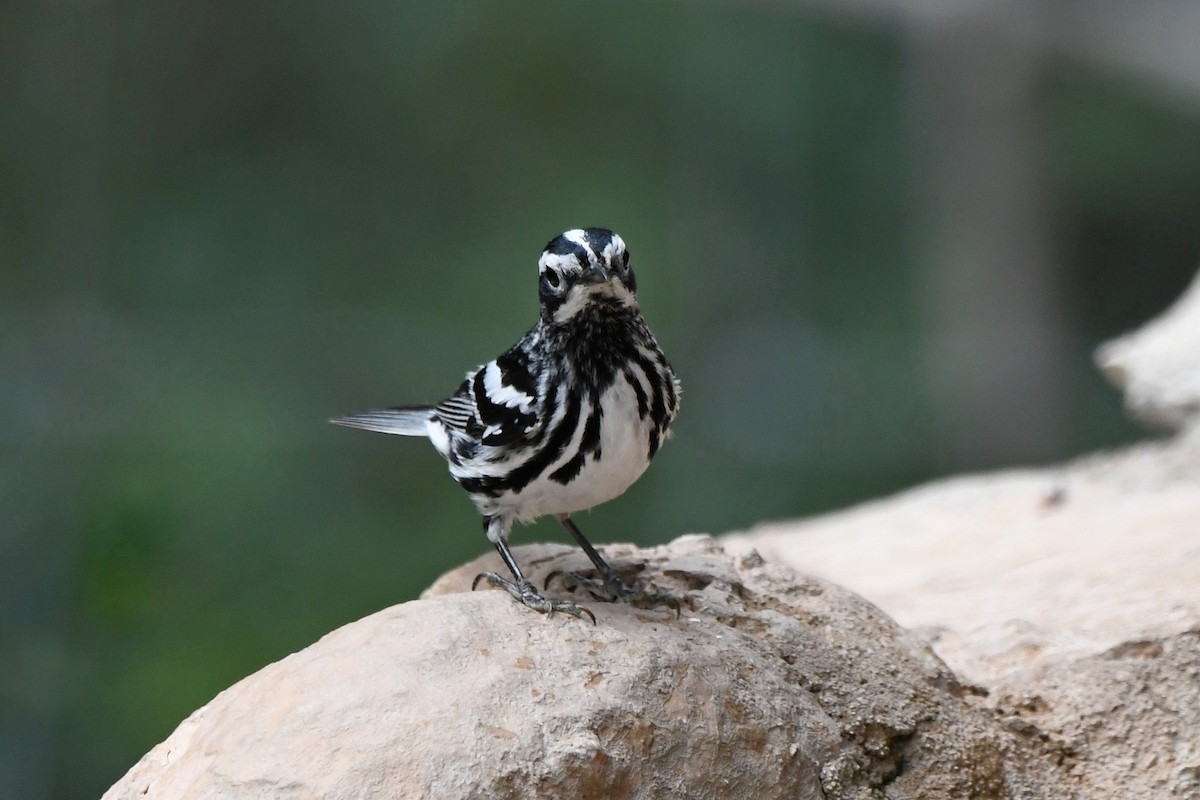 Black-and-white Warbler - ML619836604