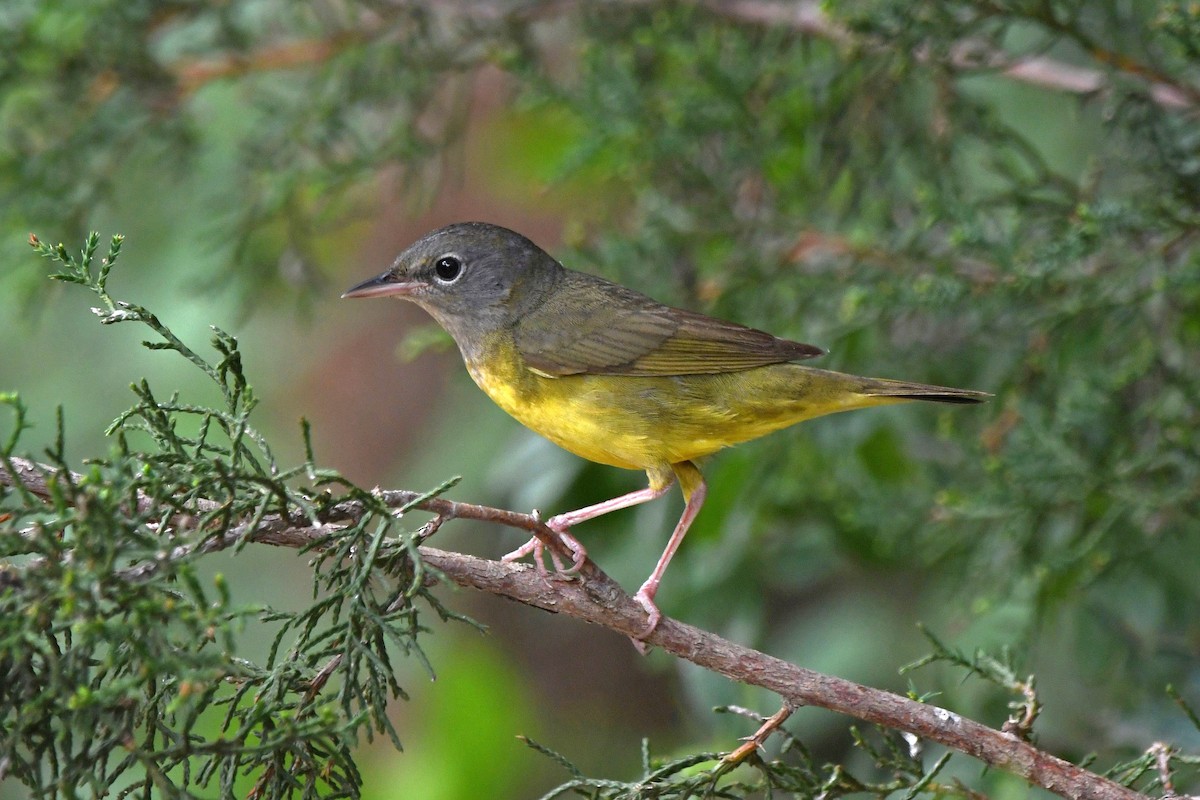 Mourning Warbler - ML619836611