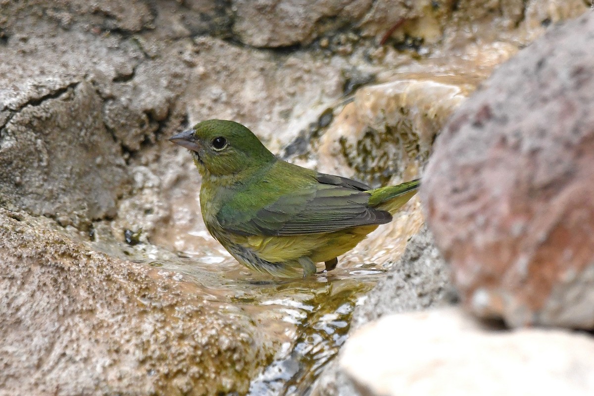 Painted Bunting - ML619836624