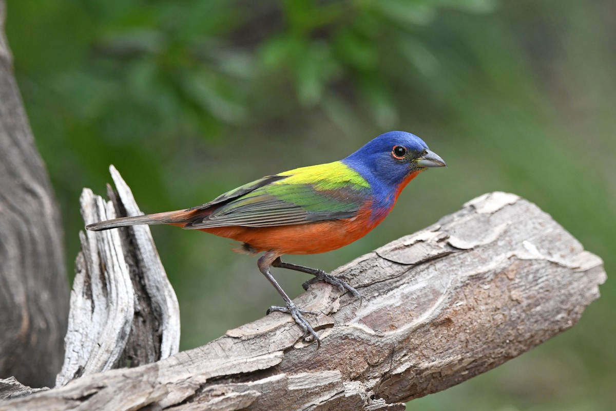 Painted Bunting - ML619836625