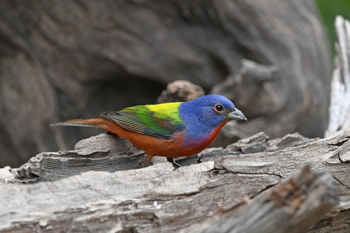 Painted Bunting - ML619836627