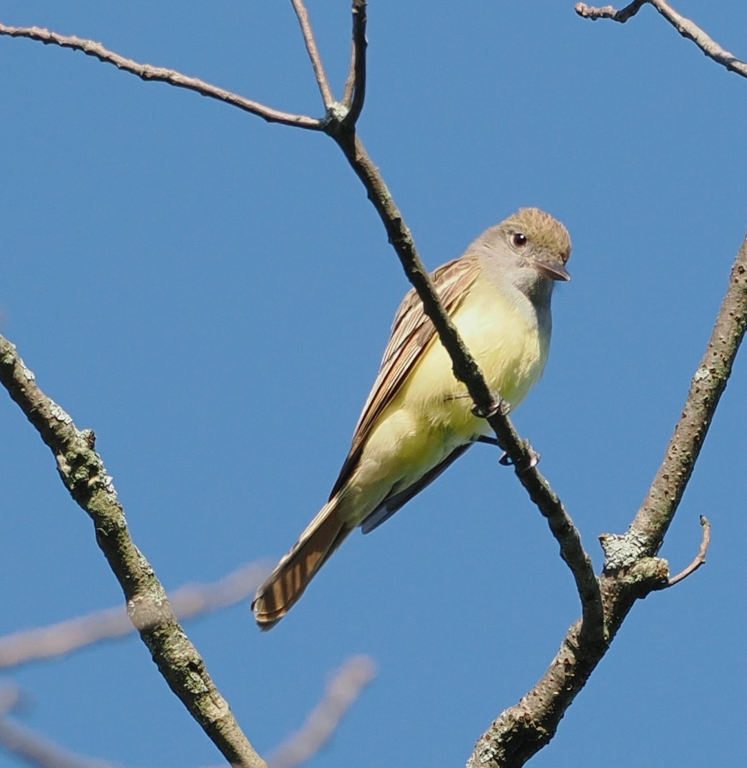 Great Crested Flycatcher - ML619836646