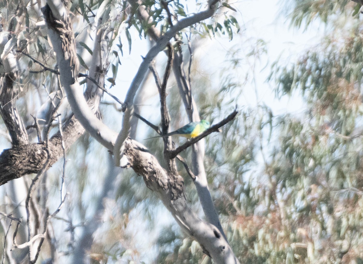Red-rumped Parrot - ML619836653