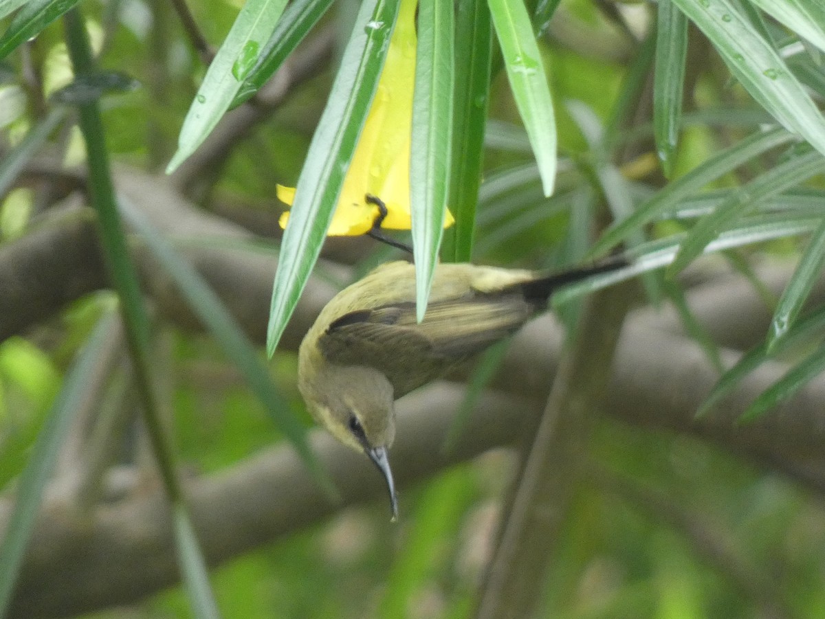 tanımsız nektarkuşu (Nectariniidae sp.) - ML619836660