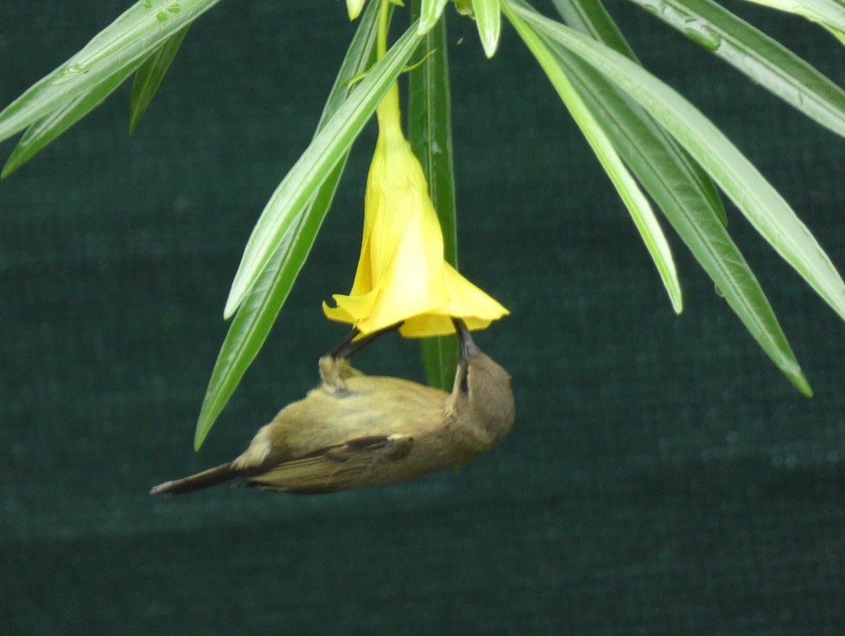 tanımsız nektarkuşu (Nectariniidae sp.) - ML619836661