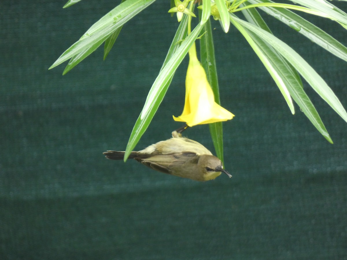 tanımsız nektarkuşu (Nectariniidae sp.) - ML619836663