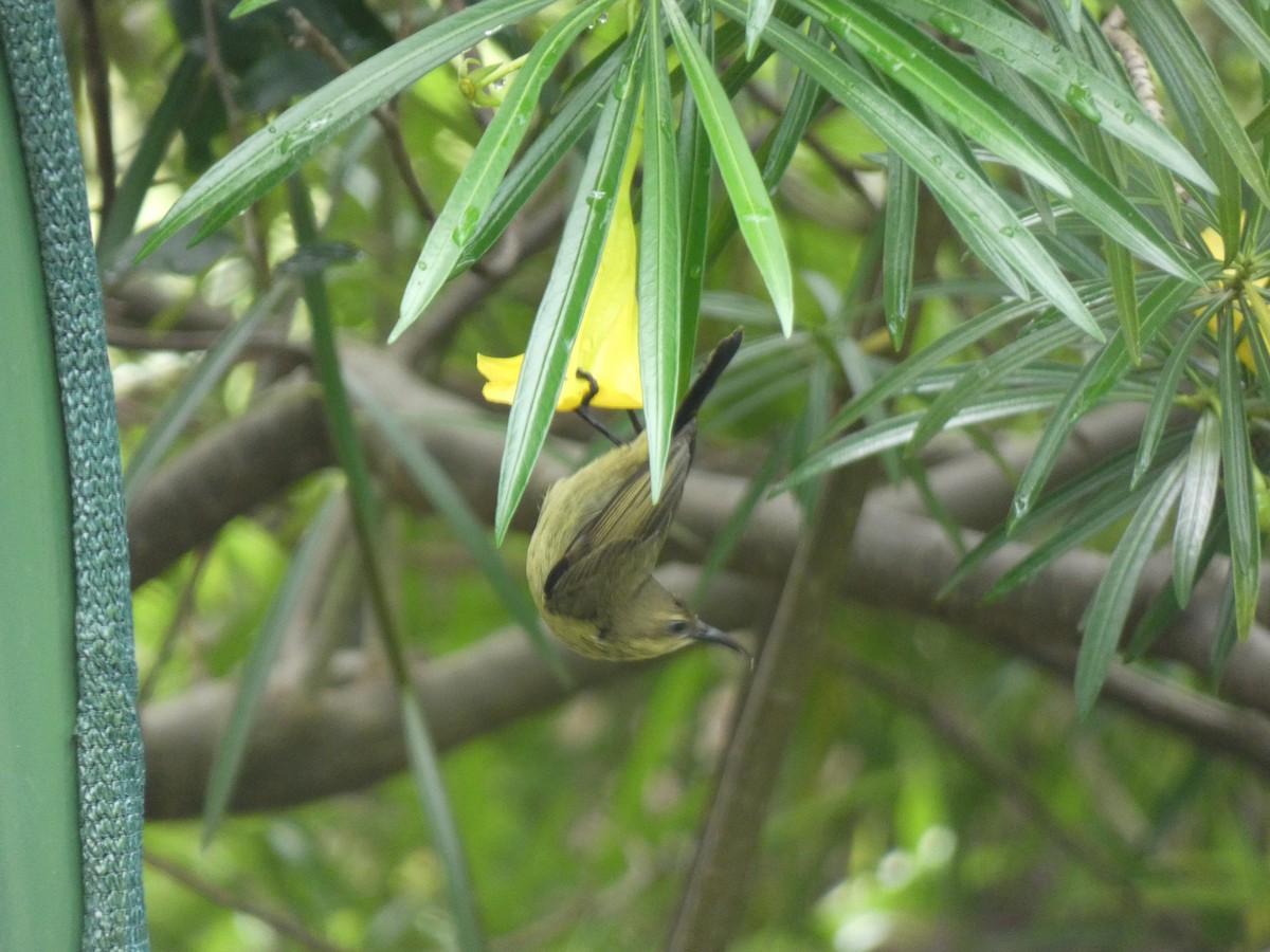 tanımsız nektarkuşu (Nectariniidae sp.) - ML619836664