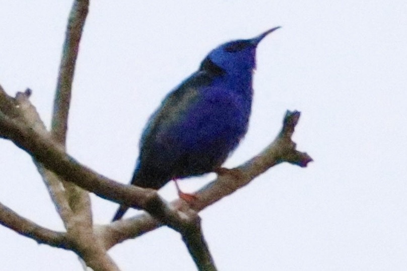 Red-legged Honeycreeper - Laura Adams