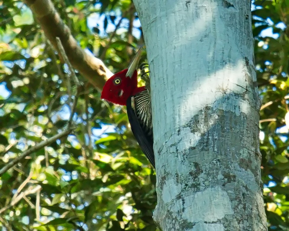 Robust Woodpecker - ML619836671