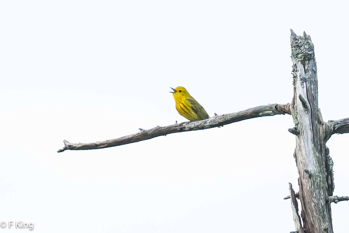 Yellow Warbler - ML619836676