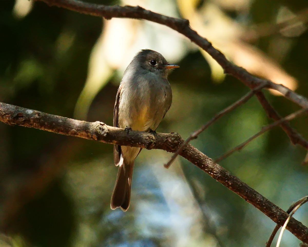 Southern Tropical Pewee - ML619836684