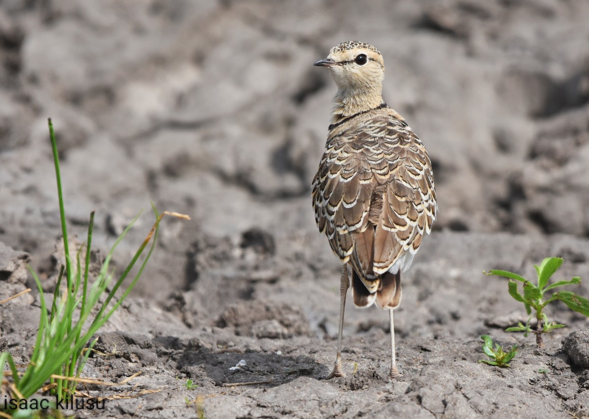 Double-banded Courser - ML619836688