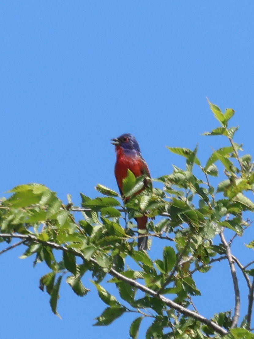 Painted Bunting - ML619836689