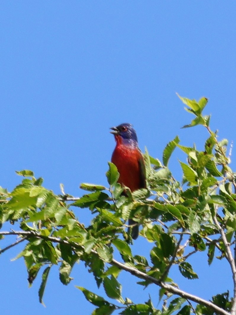 Painted Bunting - ML619836690