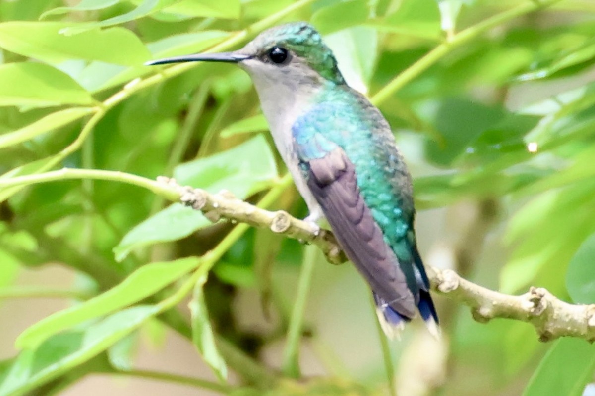 kolibřík vidloocasý - ML619836712