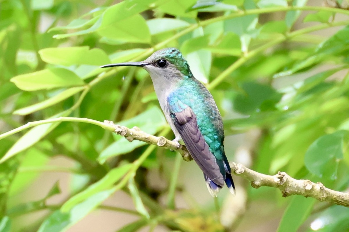 kolibřík vidloocasý - ML619836713