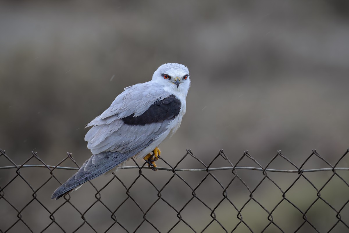 Black-shouldered Kite - ML619836730