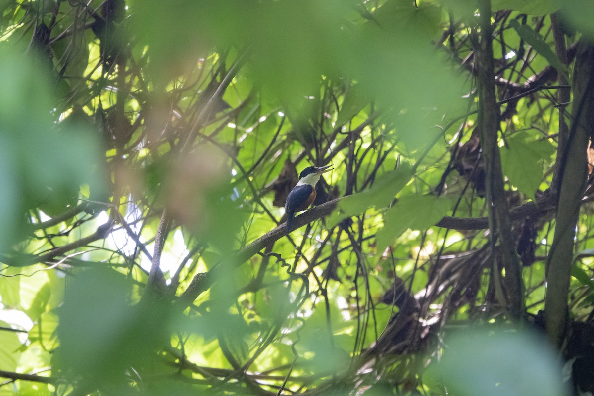 Vanuatu Kingfisher - ML619836732