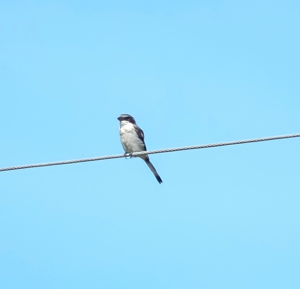 Loggerhead Shrike - ML619836738