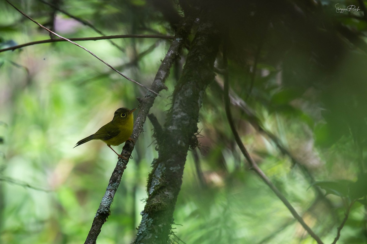 Whistler's Warbler - ML619836739