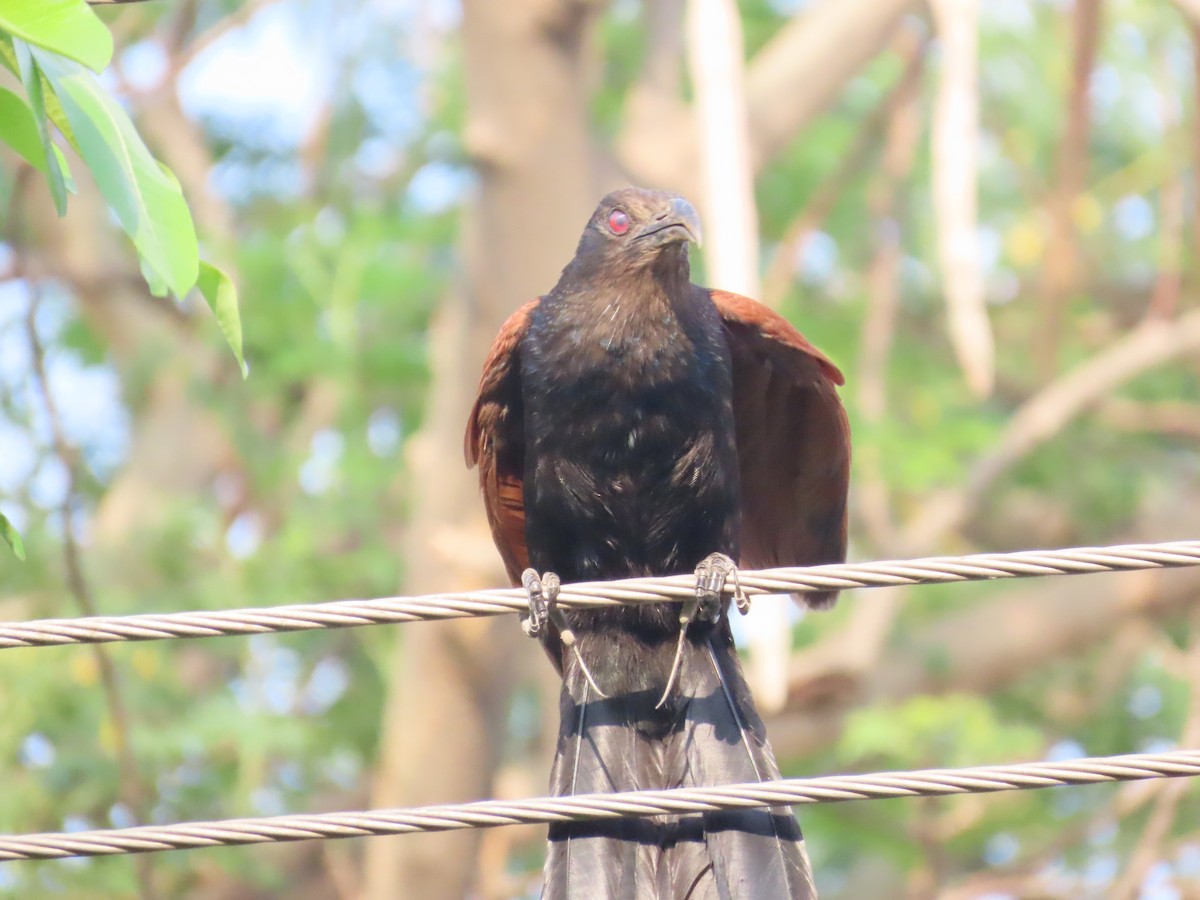Greater Coucal - ML619836757