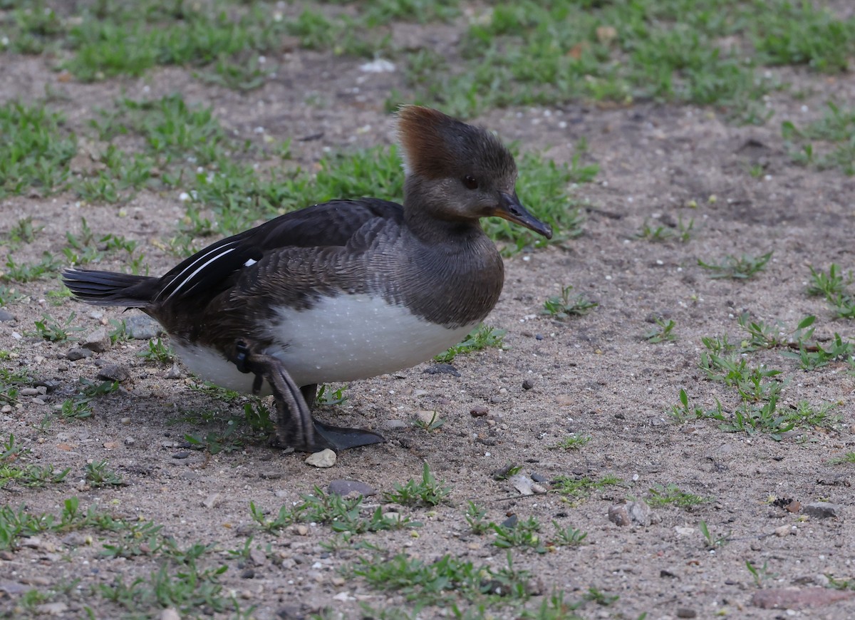 Hooded Merganser - ML619836768