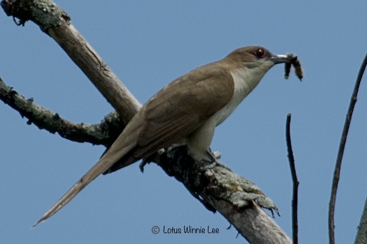 Black-billed Cuckoo - ML619836775