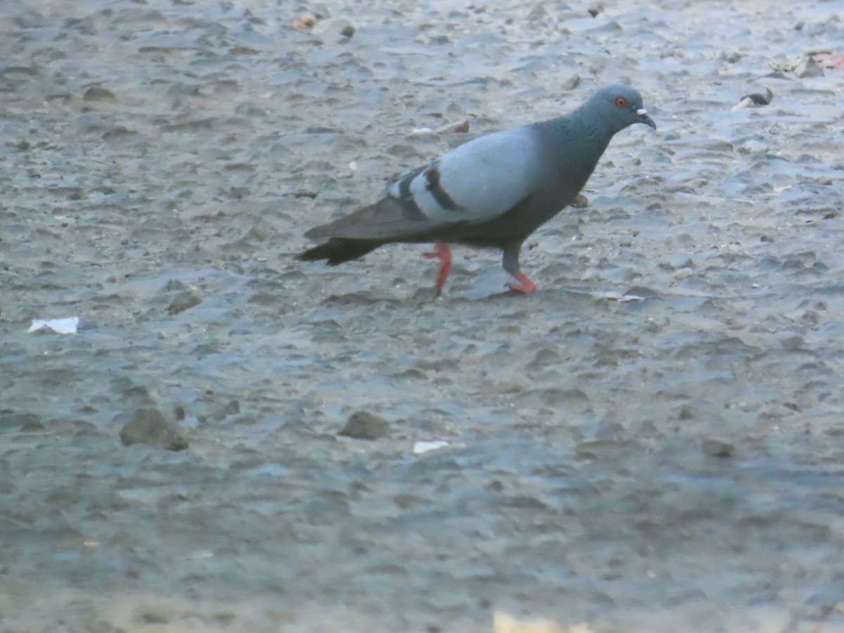 Rock Pigeon (Feral Pigeon) - ML619836796