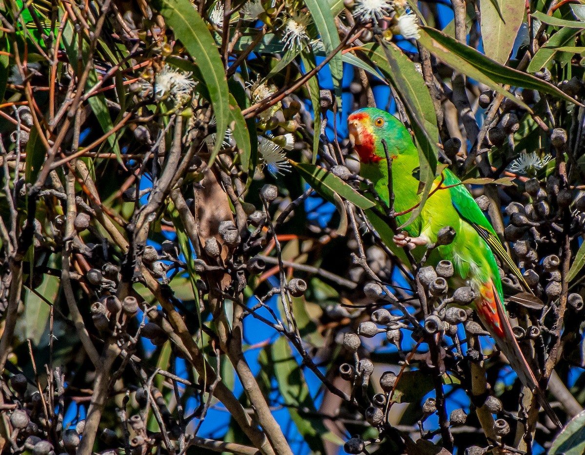 Swift Parrot - ML619836800