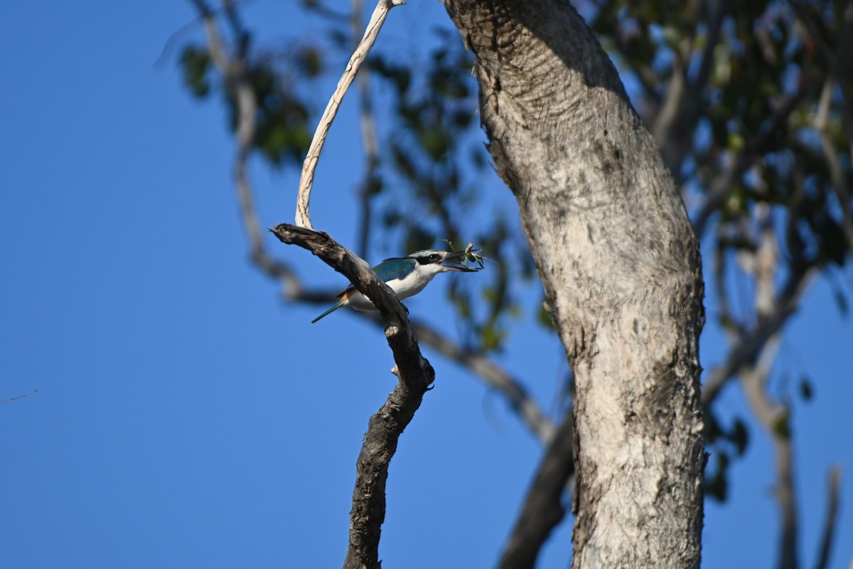 Red-backed Kingfisher - ML619836813