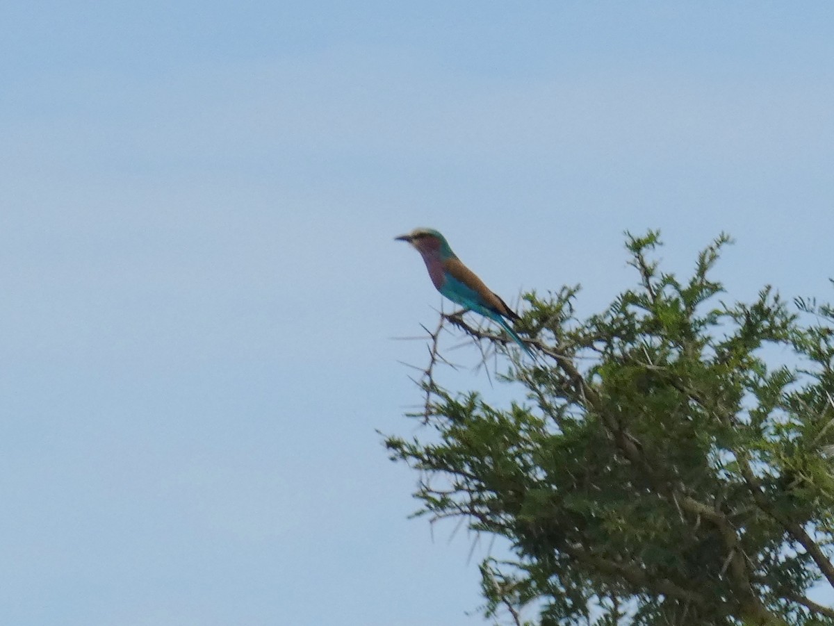 Lilac-breasted Roller - ML619836814