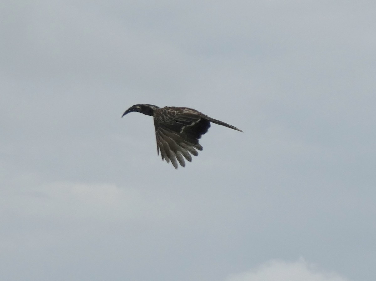 African Gray Hornbill - ML619836815
