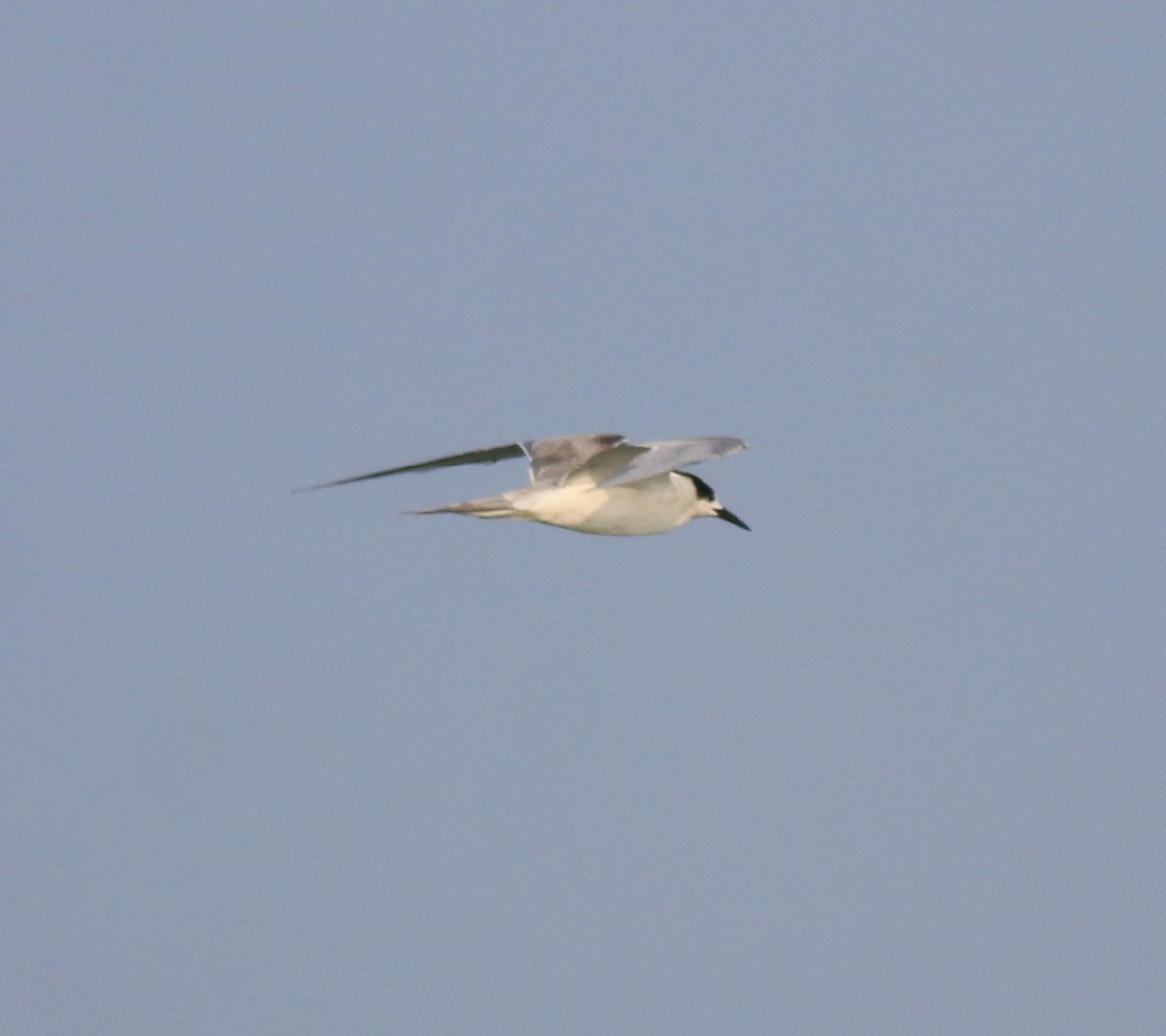 Common Tern - ML619836819