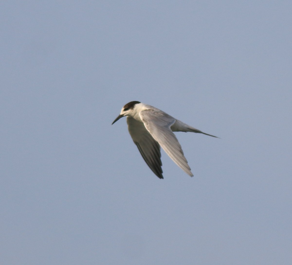 Common Tern - ML619836820