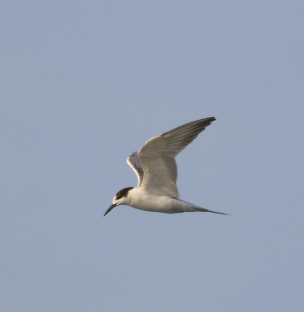 Common Tern - ML619836821