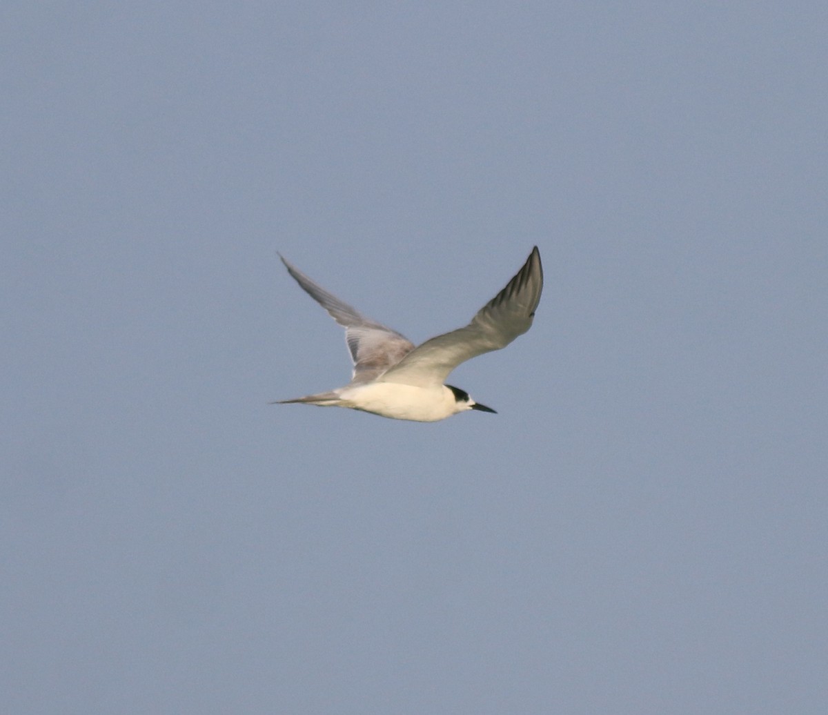 Common Tern - ML619836822