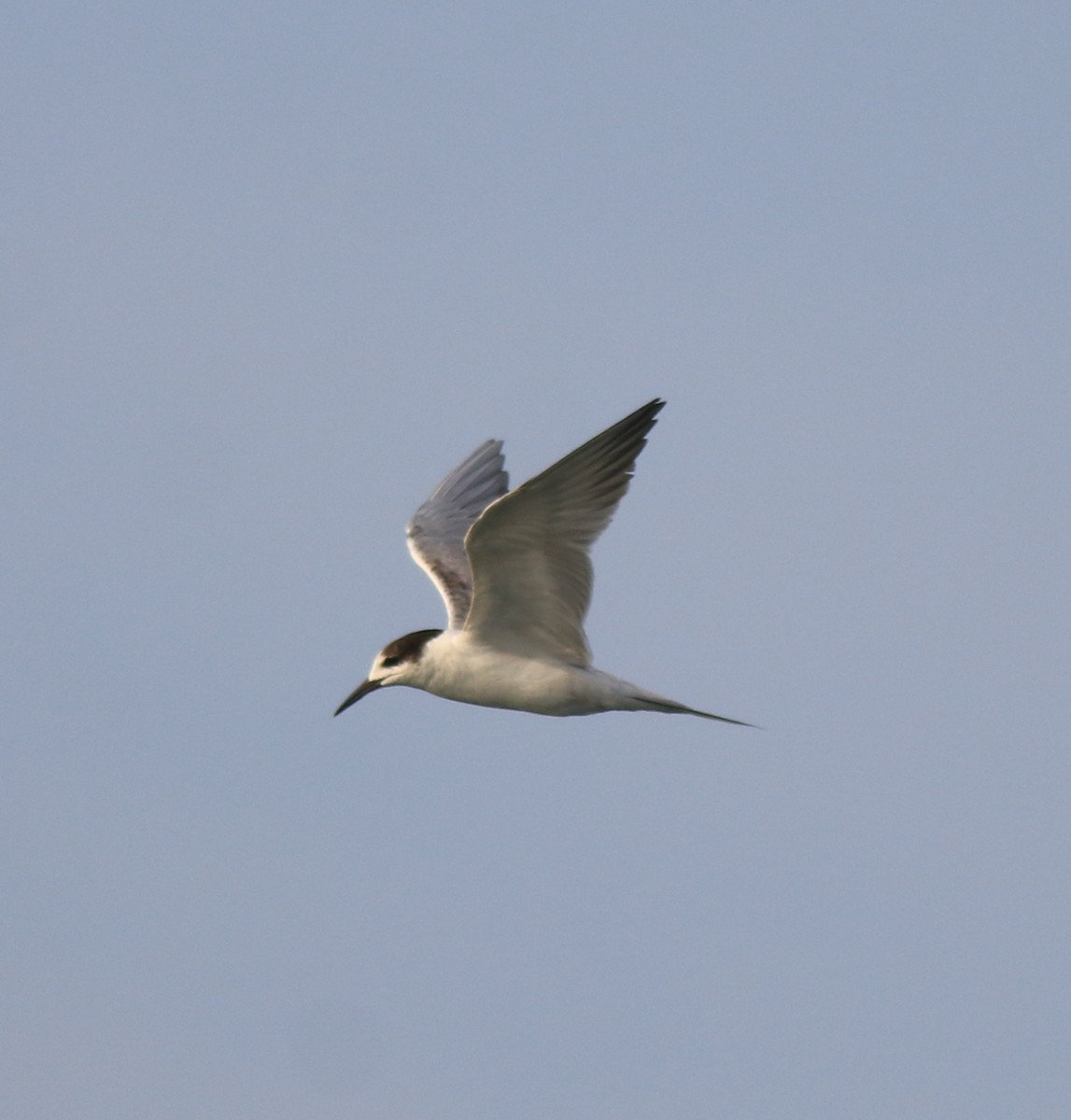 Common Tern - ML619836823