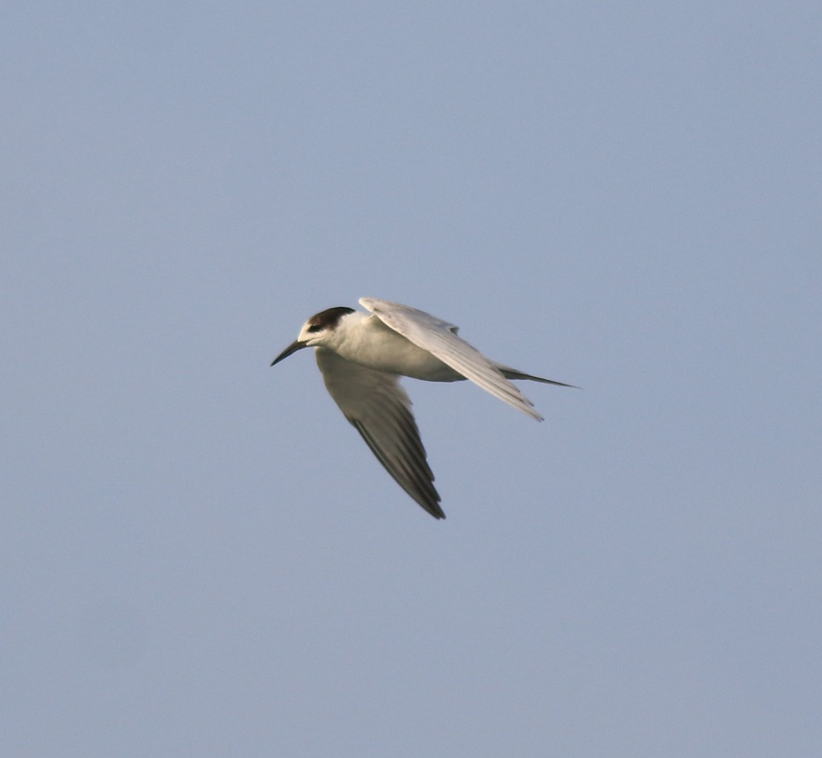 Common Tern - ML619836824