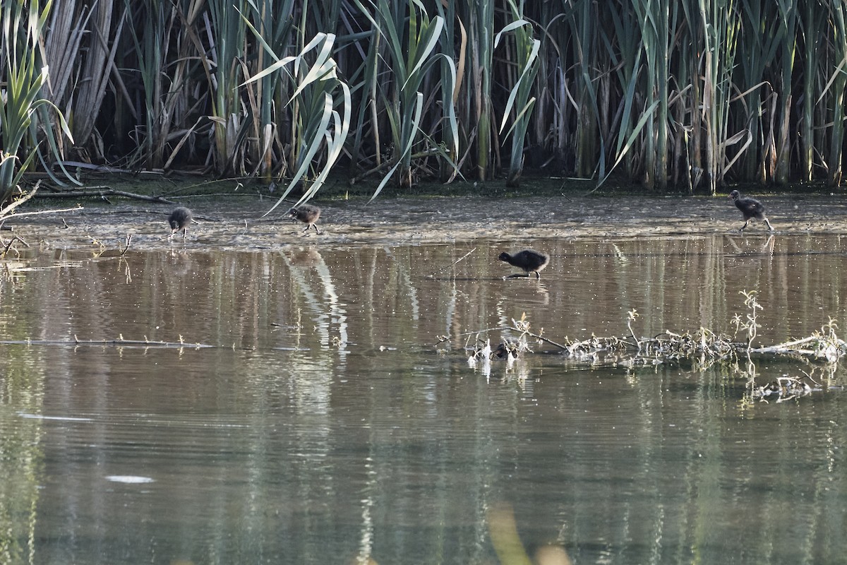 Eurasian Moorhen - ML619836825