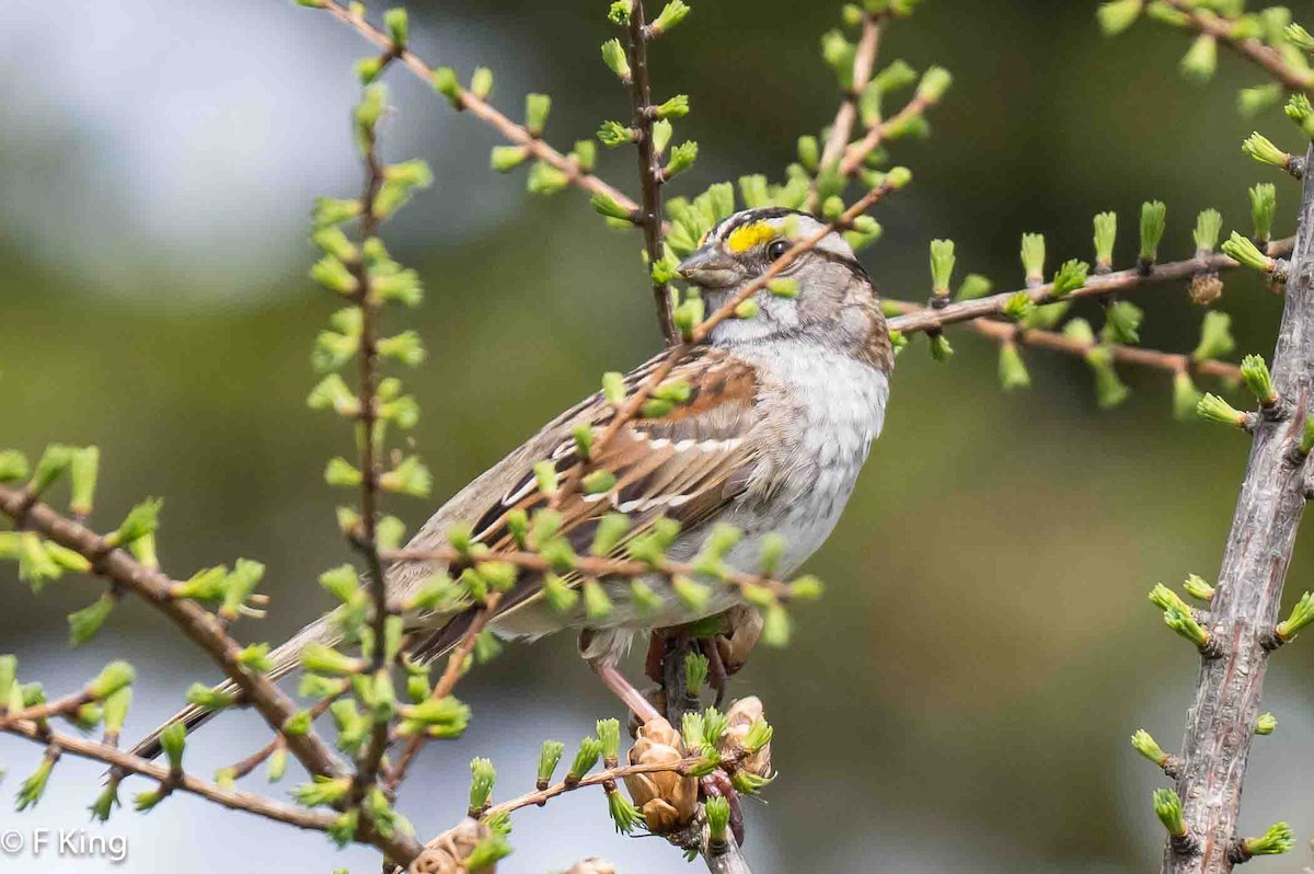 White-throated Sparrow - ML619836829