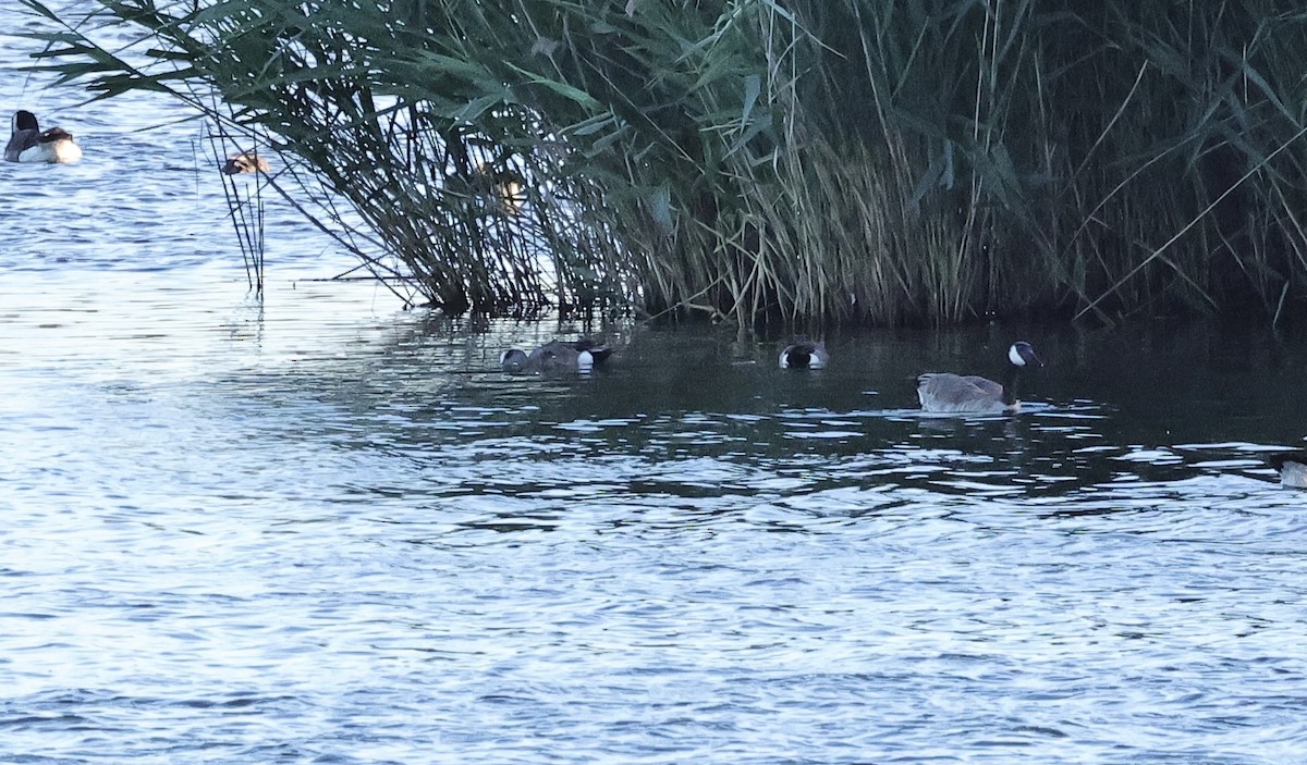 American Wigeon - ML619836843